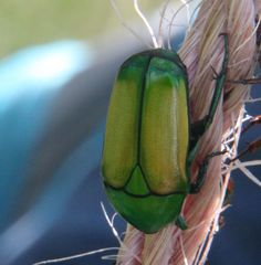 Chlorocala africana subsuturalis
