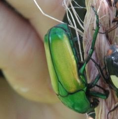 Chlorocala africana subsuturalis