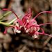 Spider-flower Grevillea - Photo (c) AldingaRoo, some rights reserved (CC BY-NC), uploaded by AldingaRoo