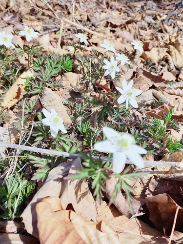 Image of Amur Anemone (Anemonoides amurensis) by no rights reserved