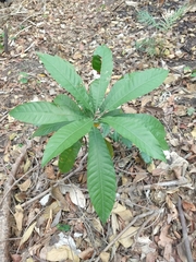 Pouteria campechiana