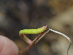 Thalera pistasciaria