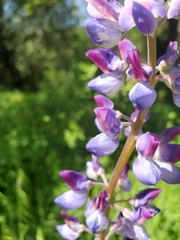 Lupinus densiflorus