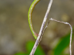 Thalera pistasciaria