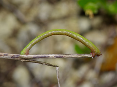Thalera pistasciaria
