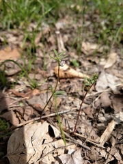Vicia minutiflora