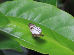 Leucochimona hyphea