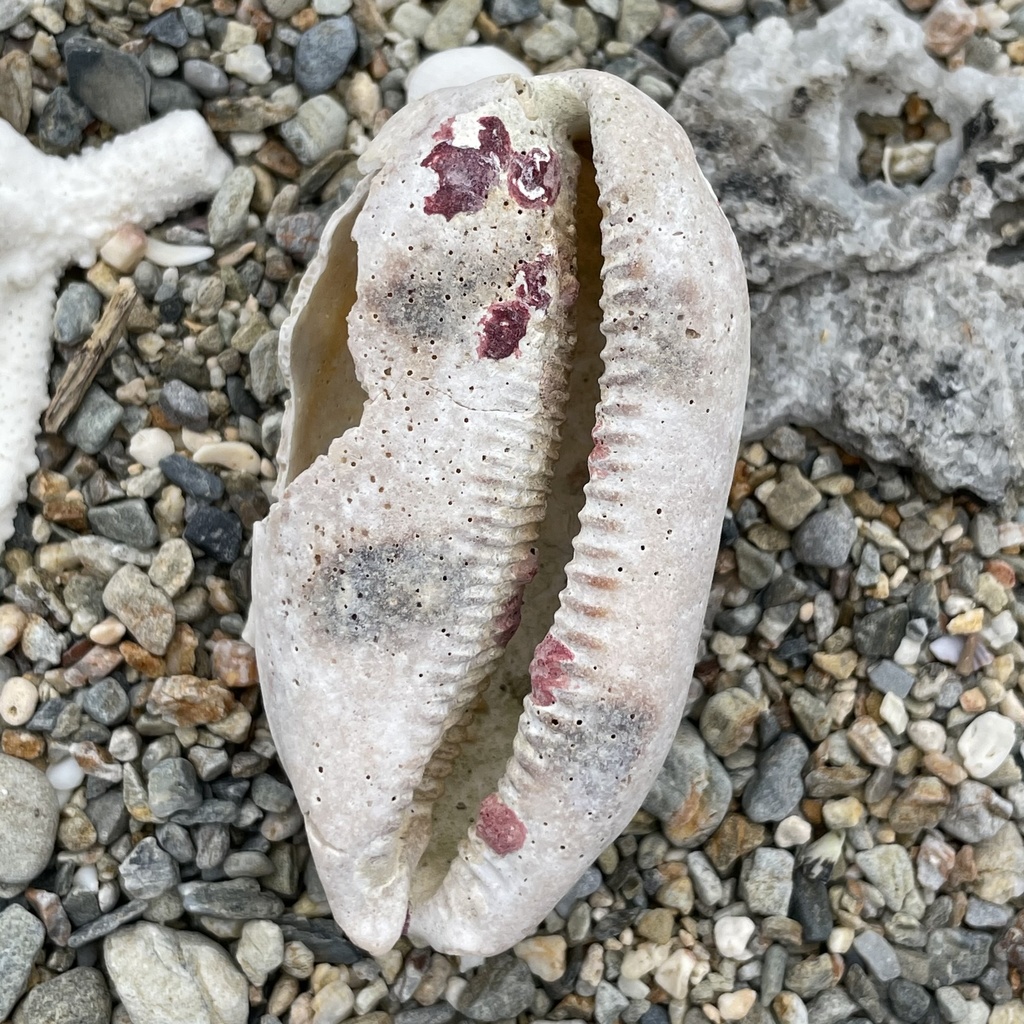 Eyed Cowrie