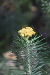Cassinia leptocephala everettiae