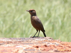 Myrmecocichla formicivora