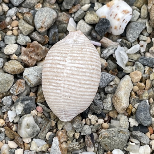 Cypraea childreni observed 2021-04-15
