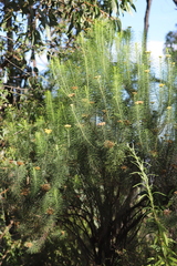 Cassinia leptocephala everettiae