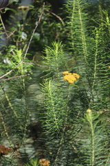 Cassinia leptocephala everettiae