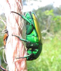 Chlorocala africana subsuturalis