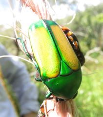 Chlorocala africana subsuturalis