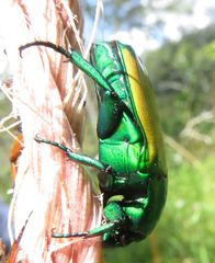 Chlorocala africana subsuturalis