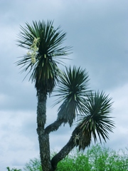 Yucca filifera