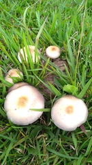 Psilocybe cubensis