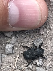 Cremastocheilus angularis