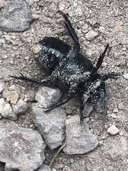 Cremastocheilus angularis