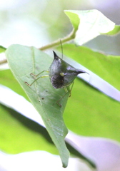Anaca fasciata