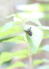 Anaca fasciata