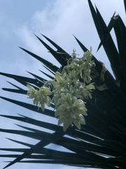 Yucca filifera