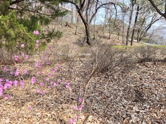 Rhododendron mucronulatum
