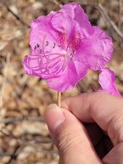 Rhododendron mucronulatum