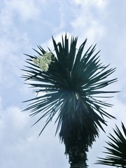 Yucca filifera