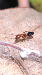 Camponotus vitiosus