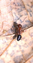 Camponotus vitiosus