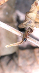 Camponotus vitiosus