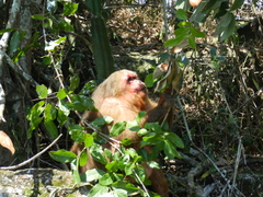 Macaca arctoides