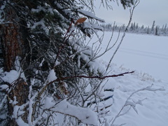 Salix pseudomyrsinites