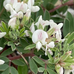 Lotus taitungensis