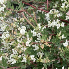 Lotus taitungensis