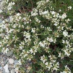 Lotus taitungensis