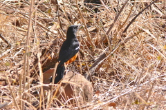 Thamnolaea cinnamomeiventris