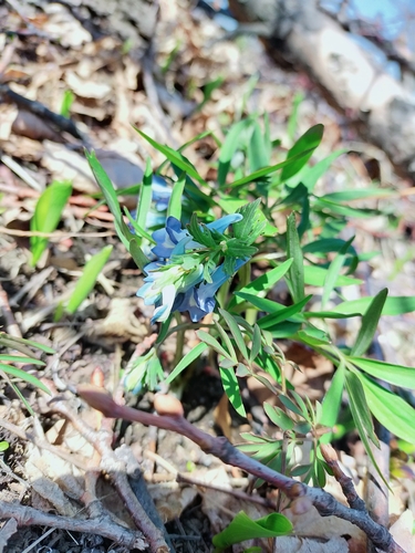 Corydalis ambigua (Corydalis ambigua)