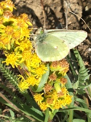 Colias nastes