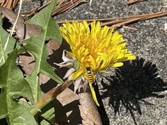 Sphaerophoria menthastri