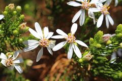 Olearia passerinoides