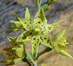 Thelymitra sargentii