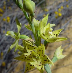 Thelymitra sargentii
