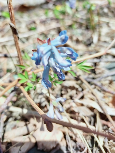 Image of Small Corydalis (Corydalis ambigua) by no rights reserved