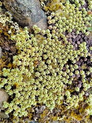 Raoulia parkii