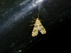 Petrophila jaliscalis