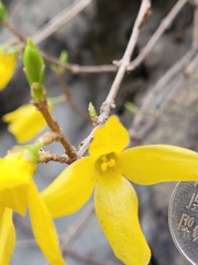Forsythia koreana