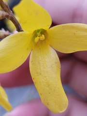 Forsythia koreana